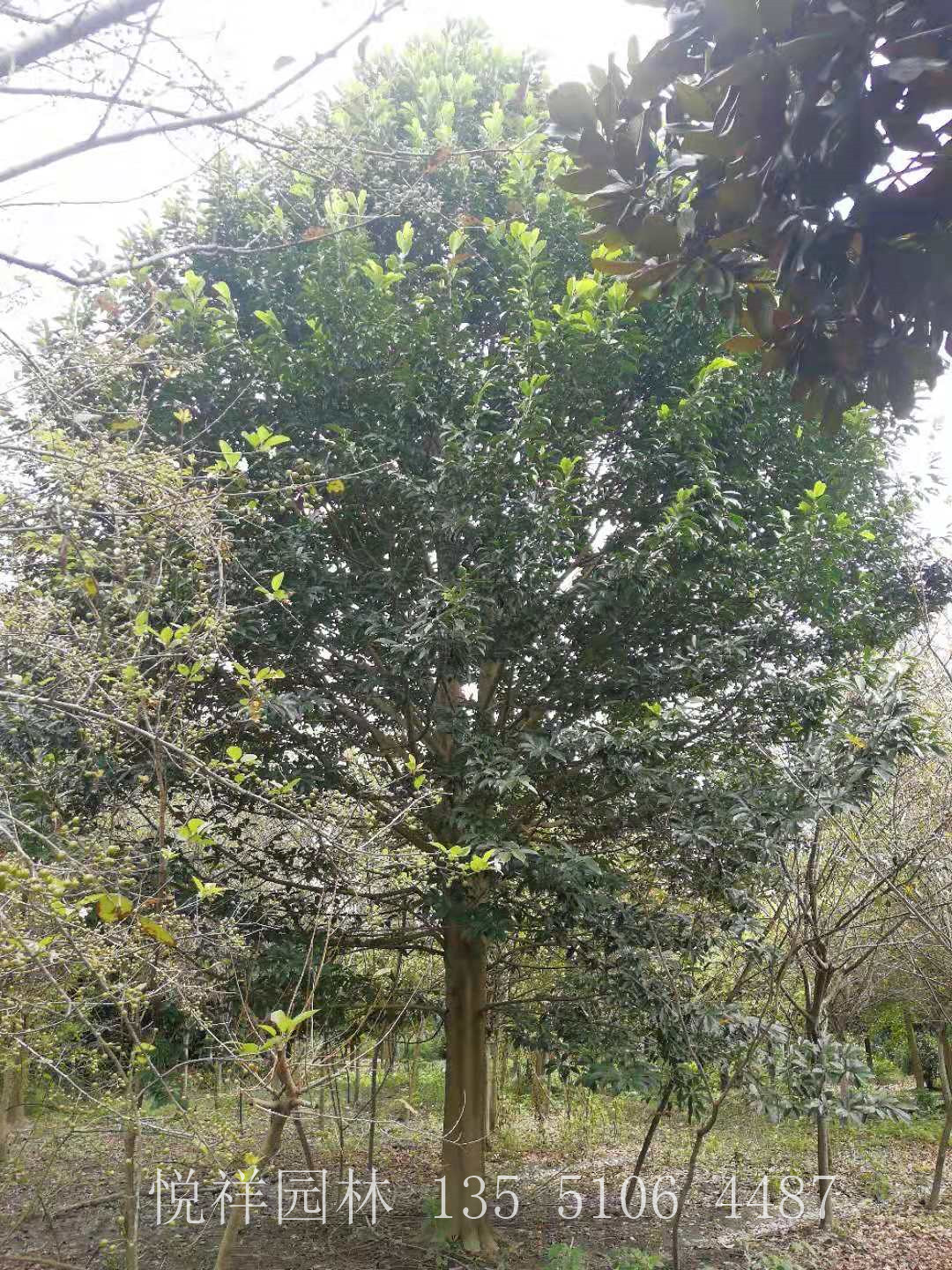 樂(lè)昌含笑