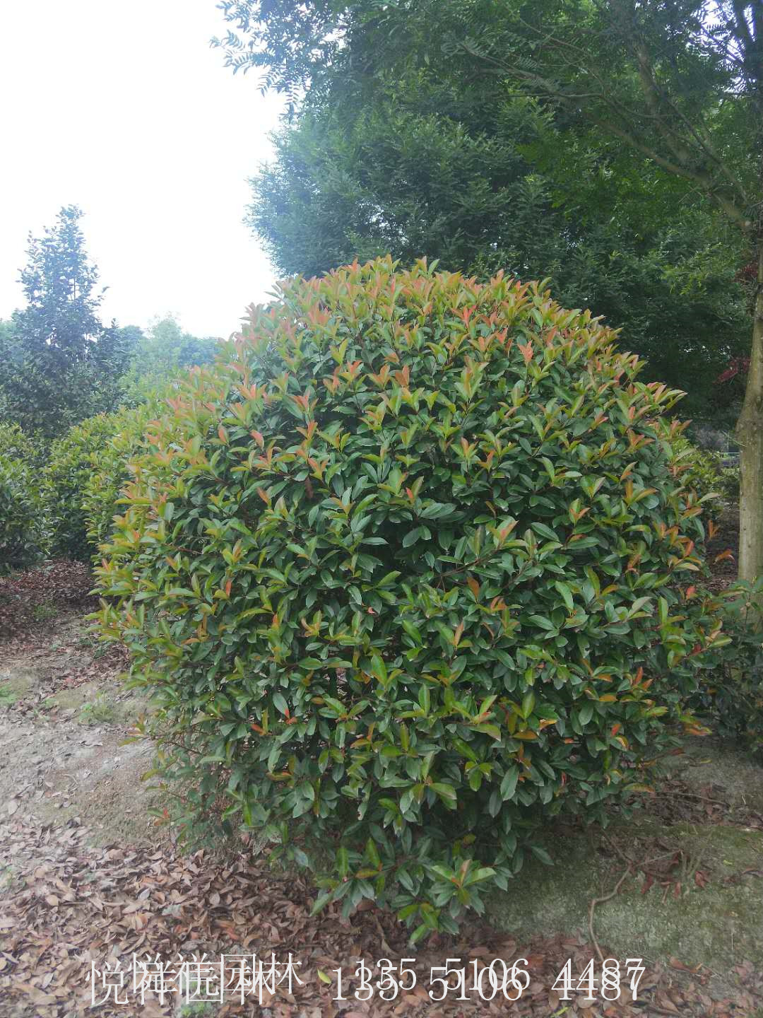 紅葉石楠球